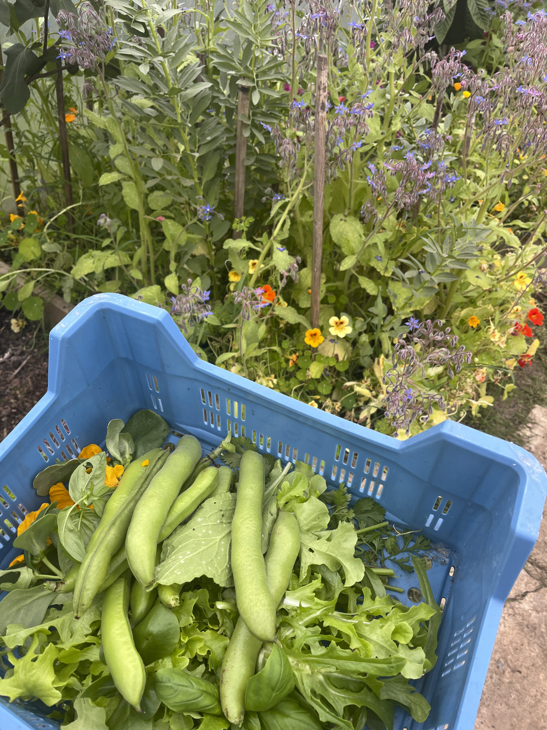 Harvesting beans_Ballybunion Bean Festival_Photo Credit_Lisa Fingleton_2024_14