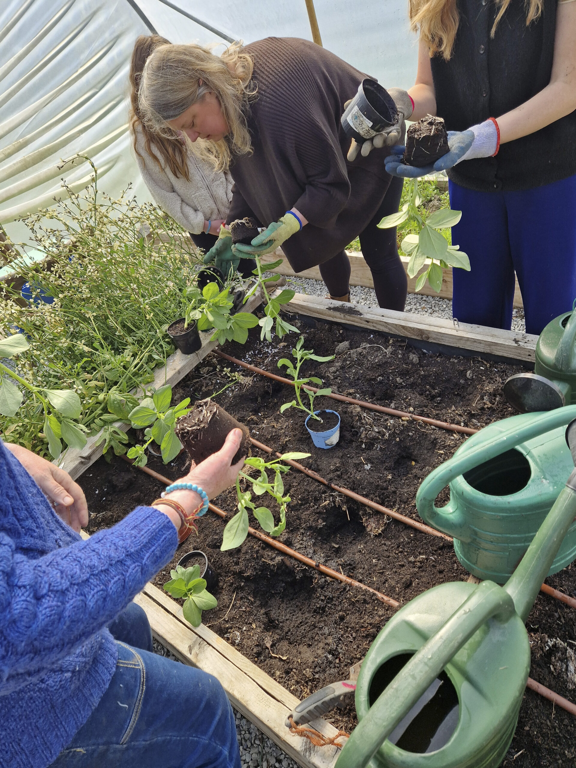 Planting beans_Ballybunion Bean Festival_Photo Credit_Grainnne Toomey_2025_4